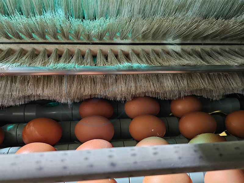 แปรงปัดไข่ สำหรับเครื่องปัดไข่